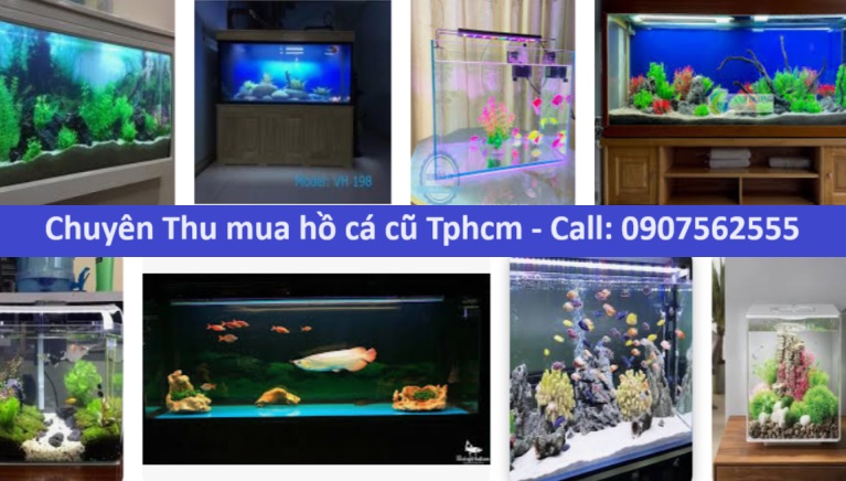 Thu mua hồ cá cũ tphcm